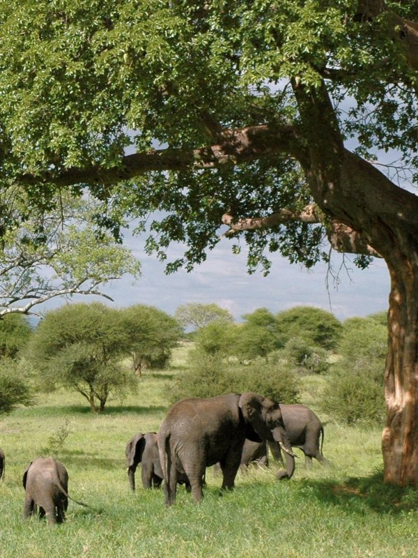 Tanzanie